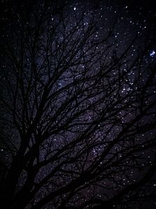 Preview wallpaper tree, starry sky, dark, night