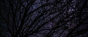 Preview wallpaper tree, starry sky, dark, night