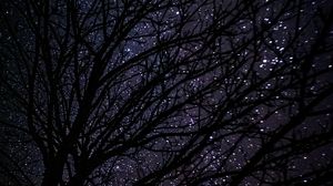 Preview wallpaper tree, starry sky, dark, night