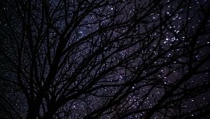 Preview wallpaper tree, starry sky, dark, night