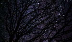 Preview wallpaper tree, starry sky, dark, night