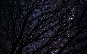 Preview wallpaper tree, starry sky, dark, night