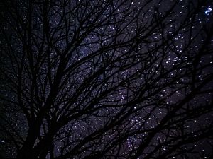 Preview wallpaper tree, starry sky, dark, night