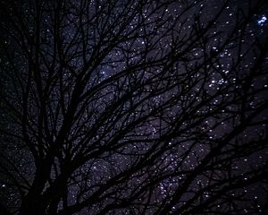Preview wallpaper tree, starry sky, dark, night
