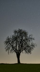 Preview wallpaper tree, starry sky, evening