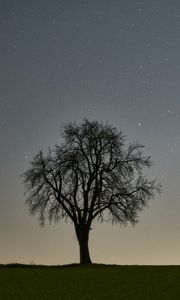 Preview wallpaper tree, starry sky, evening