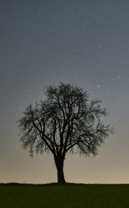 Preview wallpaper tree, starry sky, evening