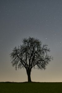 Preview wallpaper tree, starry sky, evening
