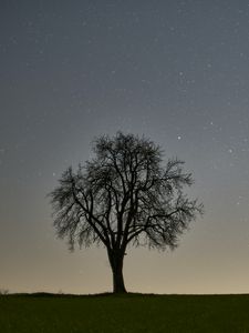 Preview wallpaper tree, starry sky, evening