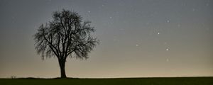Preview wallpaper tree, starry sky, evening