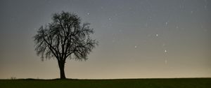 Preview wallpaper tree, starry sky, evening