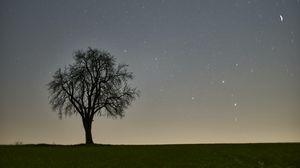 Preview wallpaper tree, starry sky, evening