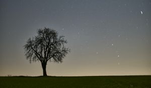 Preview wallpaper tree, starry sky, evening
