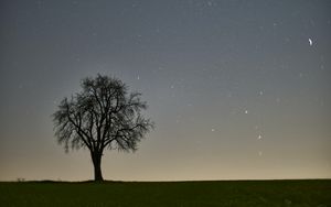 Preview wallpaper tree, starry sky, evening