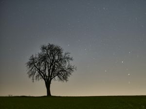 Preview wallpaper tree, starry sky, evening
