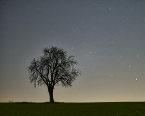 Preview wallpaper tree, starry sky, evening