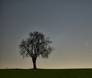 Preview wallpaper tree, starry sky, evening