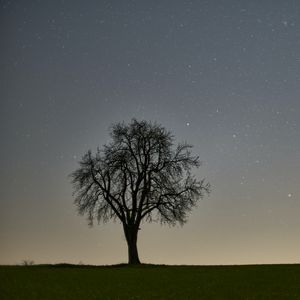 Preview wallpaper tree, starry sky, evening