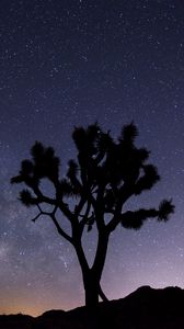 Preview wallpaper tree, starry sky, evening, stars, silhouette