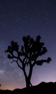 Preview wallpaper tree, starry sky, evening, stars, silhouette