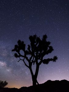 Preview wallpaper tree, starry sky, evening, stars, silhouette