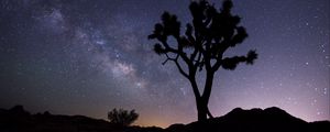 Preview wallpaper tree, starry sky, evening, stars, silhouette