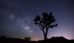 Preview wallpaper tree, starry sky, evening, stars, silhouette