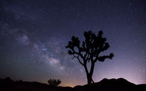 Preview wallpaper tree, starry sky, evening, stars, silhouette