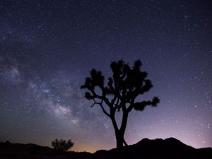 Preview wallpaper tree, starry sky, evening, stars, silhouette