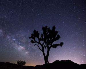 Preview wallpaper tree, starry sky, evening, stars, silhouette