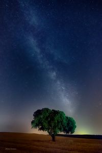 Preview wallpaper tree, starry sky, field, night, grass