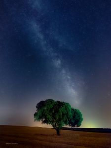 Preview wallpaper tree, starry sky, field, night, grass