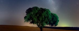 Preview wallpaper tree, starry sky, field, night, grass