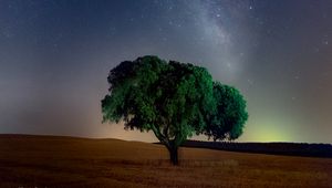 Preview wallpaper tree, starry sky, field, night, grass