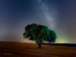 Preview wallpaper tree, starry sky, field, night, grass
