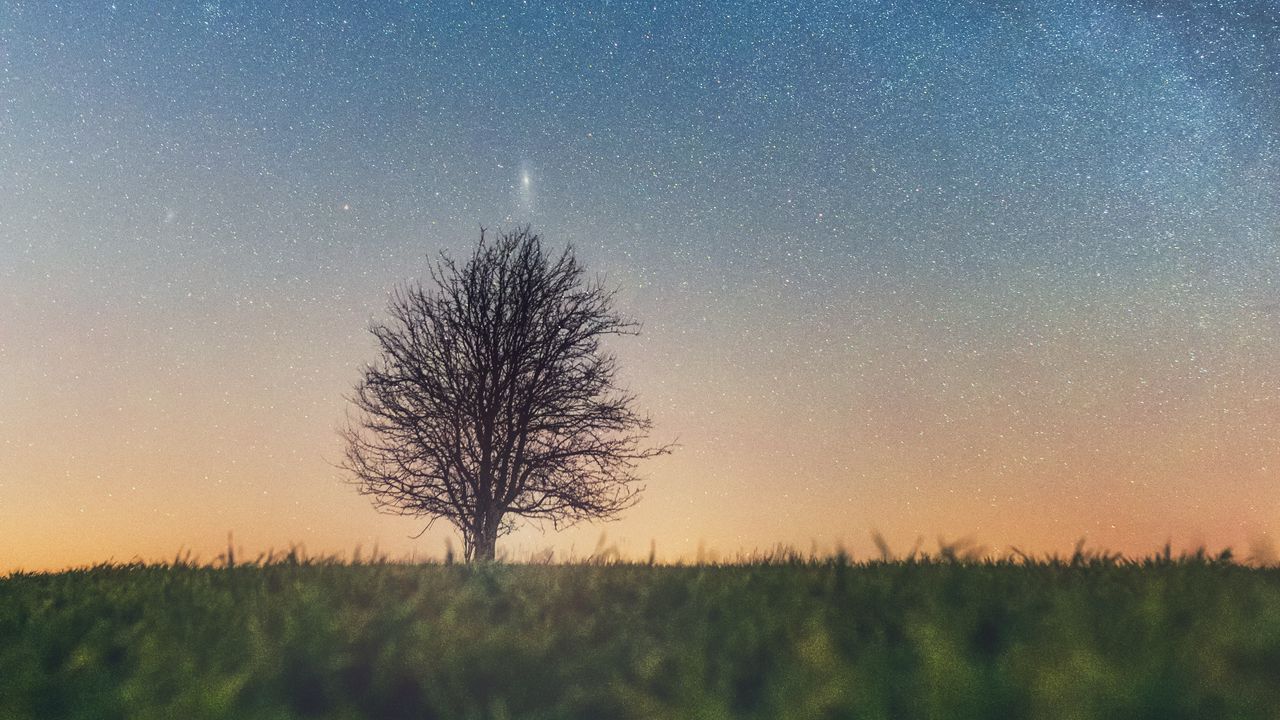 Wallpaper tree, starry sky, grass, horizon