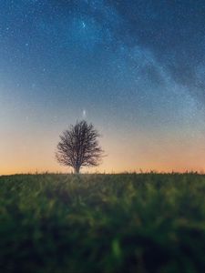 Preview wallpaper tree, starry sky, grass, horizon