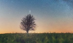 Preview wallpaper tree, starry sky, grass, horizon
