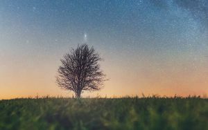 Preview wallpaper tree, starry sky, grass, horizon