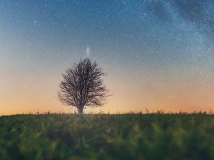 Preview wallpaper tree, starry sky, grass, horizon