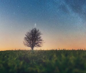Preview wallpaper tree, starry sky, grass, horizon