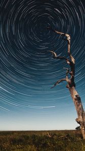 Preview wallpaper tree, starry sky, long exposure, stars, movement, kaleidoscope