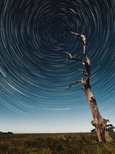 Preview wallpaper tree, starry sky, long exposure, stars, movement, kaleidoscope