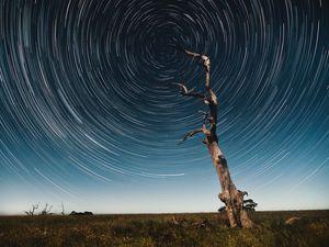 Preview wallpaper tree, starry sky, long exposure, stars, movement, kaleidoscope