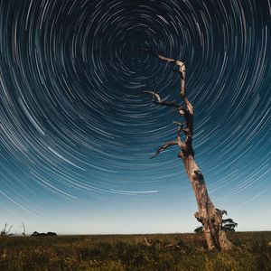 Preview wallpaper tree, starry sky, long exposure, stars, movement, kaleidoscope