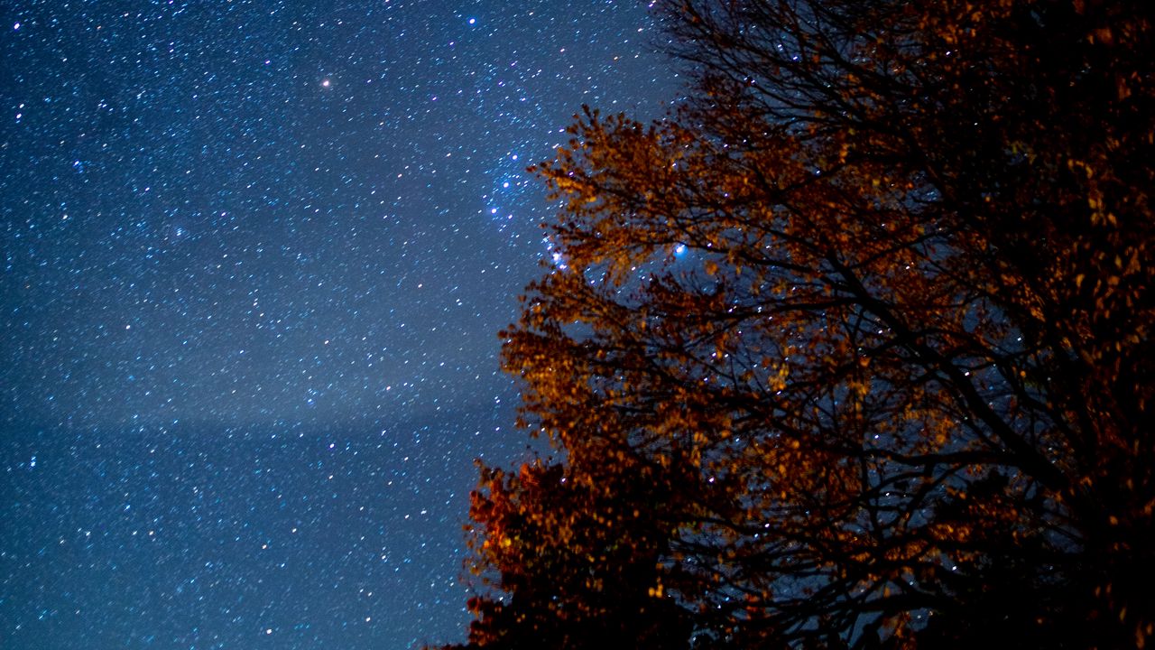 Wallpaper tree, starry sky, night, stars, darkness