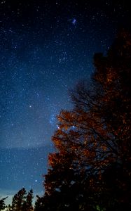 Preview wallpaper tree, starry sky, night, stars, darkness