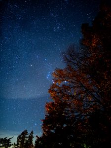 Preview wallpaper tree, starry sky, night, stars, darkness