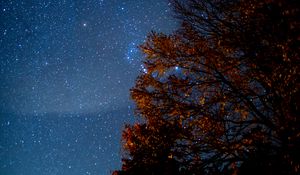 Preview wallpaper tree, starry sky, night, stars, darkness