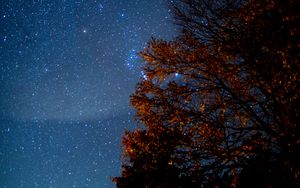 Preview wallpaper tree, starry sky, night, stars, darkness